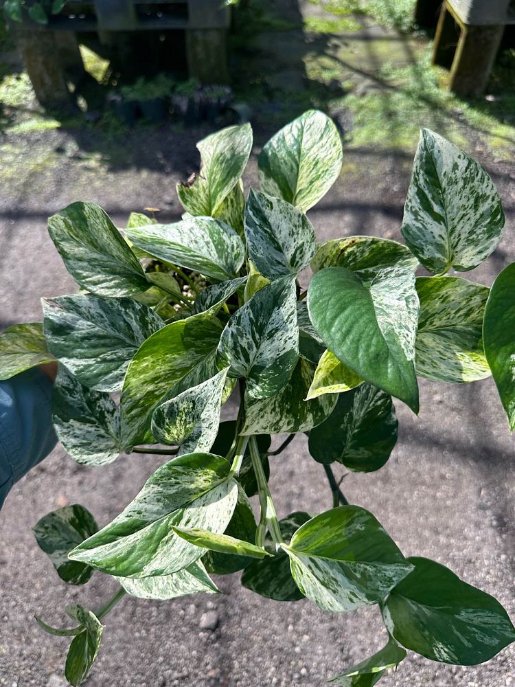 epipremnum-aureum-marble-queen-golden-pothos-vine-devil-s-ivy-centipede-vine