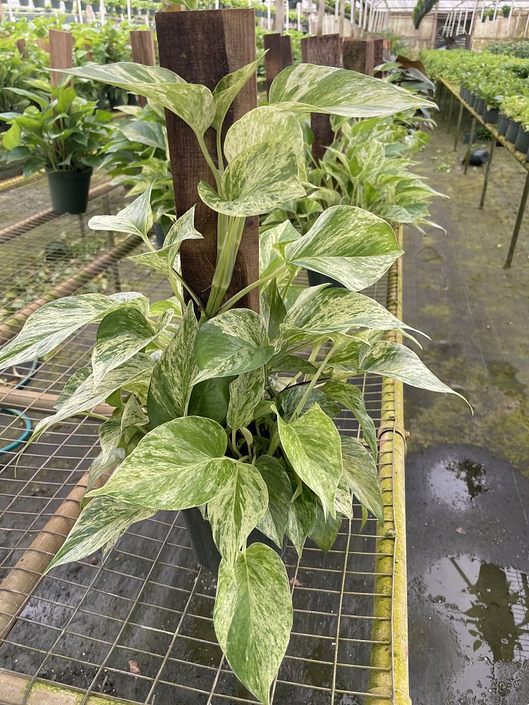 epipremnum-aureum-marble-queen-golden-pothos-vine-devil-s-ivy-centipede-vine