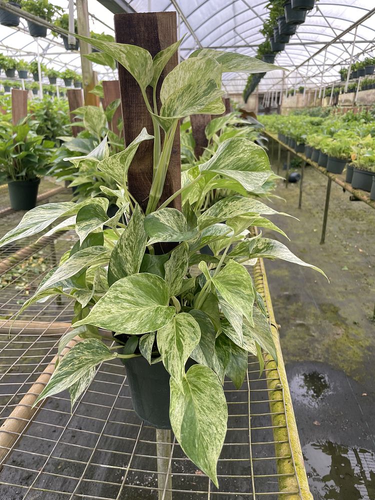 epipremnum-aureum-marble-queen-golden-pothos-vine-devil-s-ivy-centipede-vine