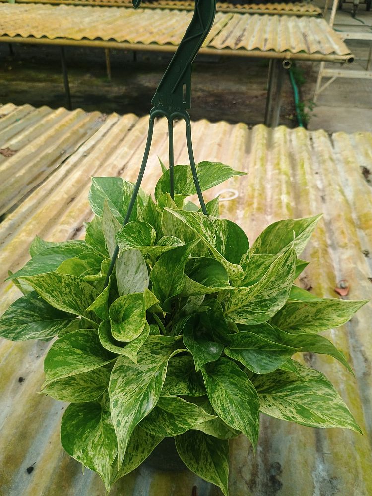 epipremnum-aureum-marble-queen-golden-pothos-vine-devil-s-ivy-centipede-vine