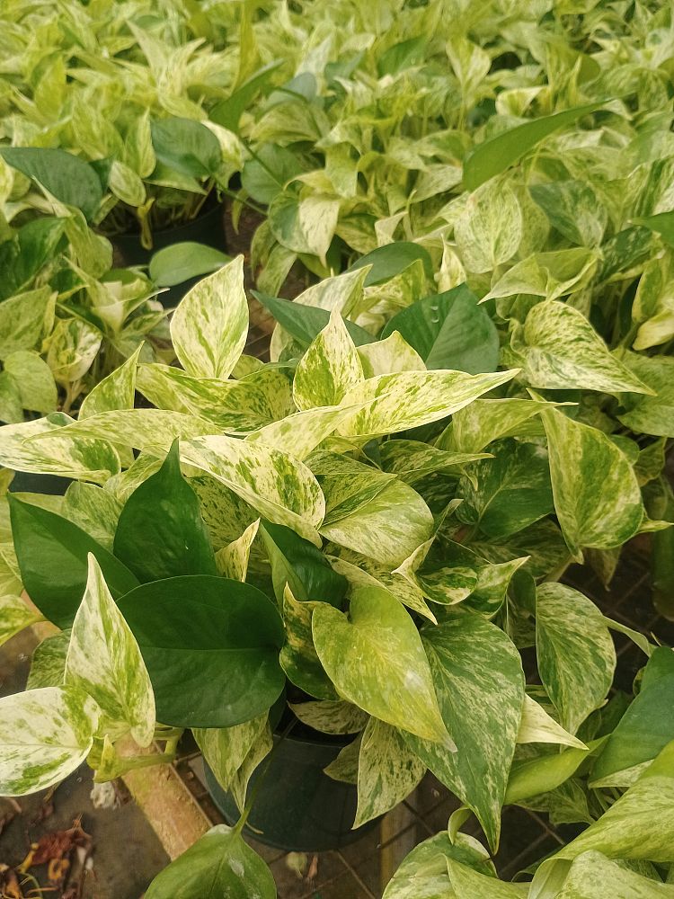 epipremnum-aureum-marble-queen-golden-pothos-vine-devil-s-ivy-centipede-vine