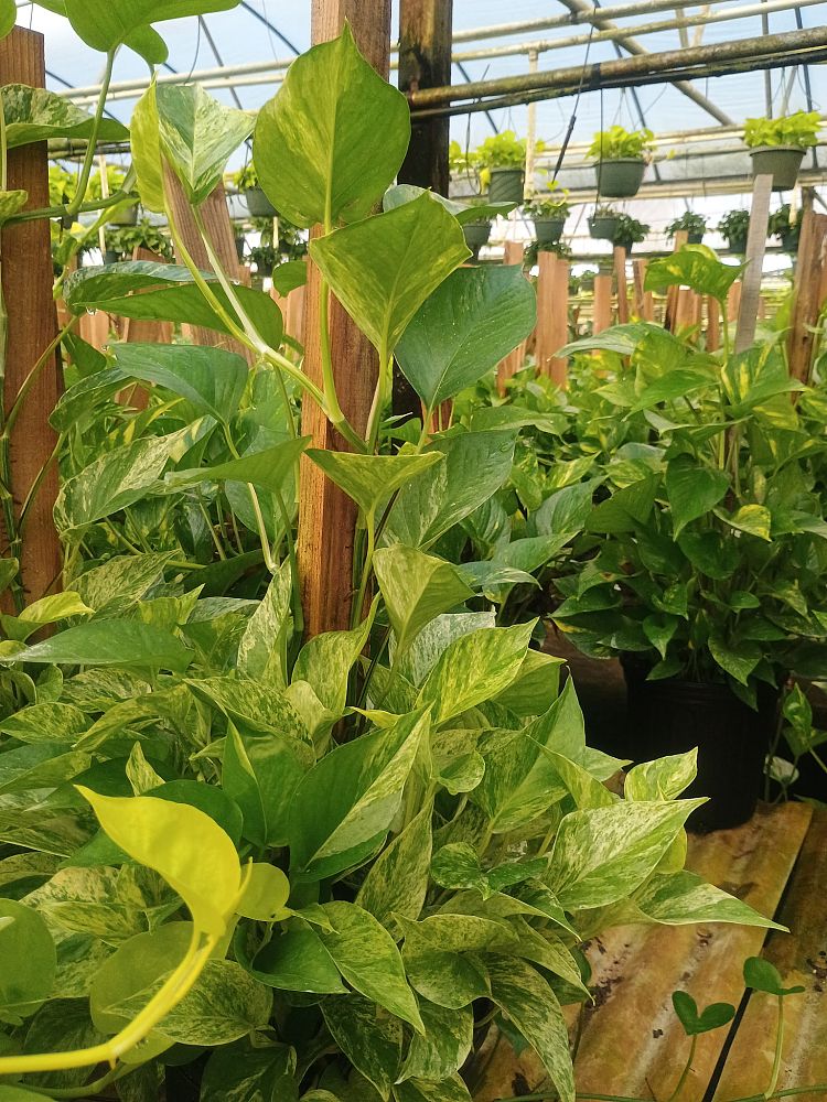 epipremnum-aureum-marble-queen-golden-pothos-vine-devil-s-ivy-centipede-vine