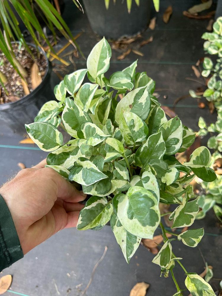 epipremnum-aureum-n-joy-golden-pothos-vine-devil-s-ivy-centipede-vine