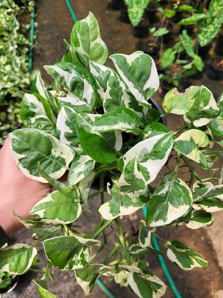epipremnum-aureum-n-joy-golden-pothos-vine-devil-s-ivy-centipede-vine
