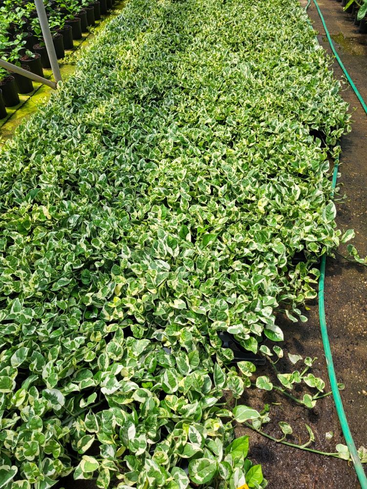 epipremnum-aureum-n-joy-golden-pothos-vine-devil-s-ivy-centipede-vine
