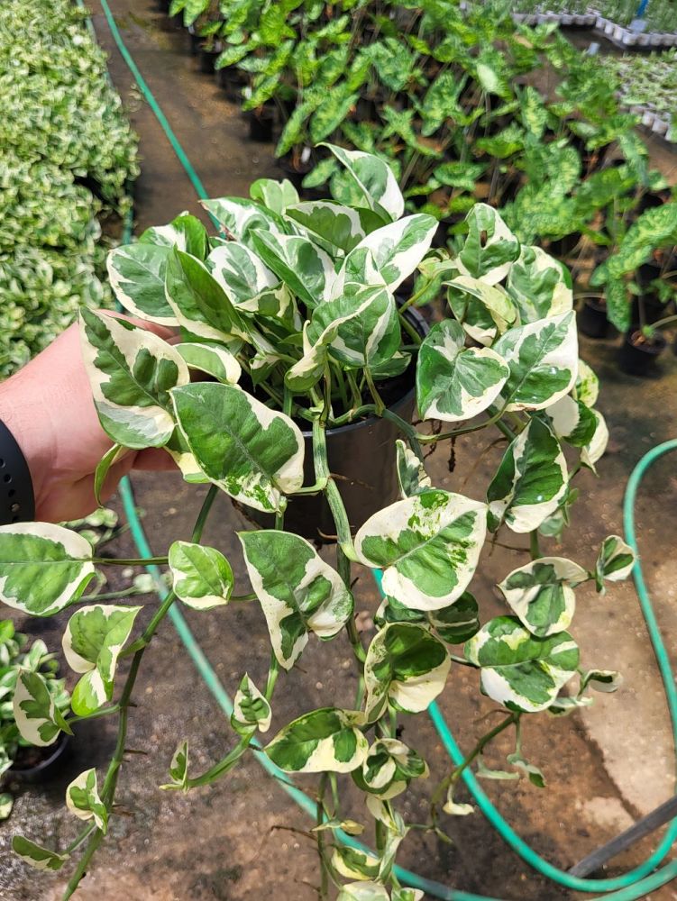 epipremnum-aureum-n-joy-golden-pothos-vine-devil-s-ivy-centipede-vine