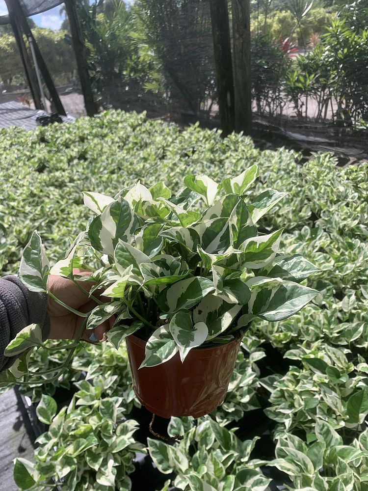 epipremnum-aureum-n-joy-golden-pothos-vine-devil-s-ivy-centipede-vine