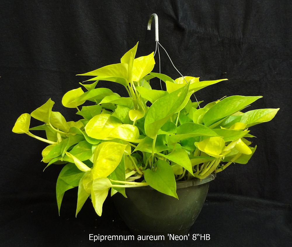 epipremnum-aureum-neon-golden-pothos-vine-devil-s-ivy-centipede-vine