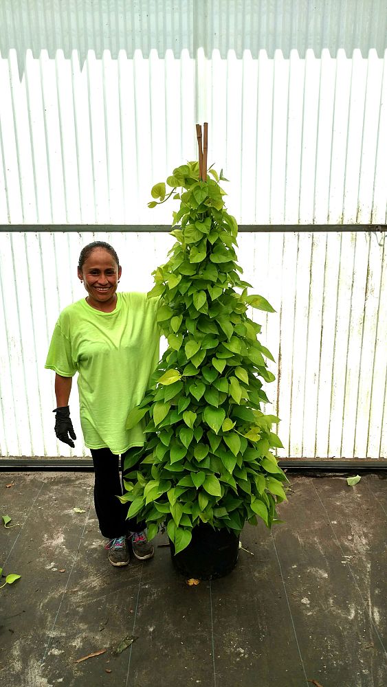 epipremnum-aureum-neon-golden-pothos-vine-devil-s-ivy-centipede-vine