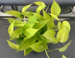 epipremnum-aureum-neon-golden-pothos-vine-devil-s-ivy-centipede-vine