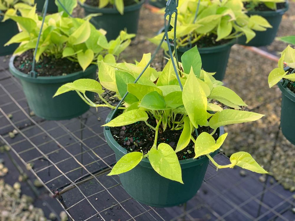 epipremnum-aureum-neon-golden-pothos-vine-devil-s-ivy-centipede-vine