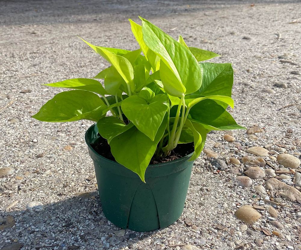 epipremnum-aureum-neon-golden-pothos-vine-devil-s-ivy-centipede-vine