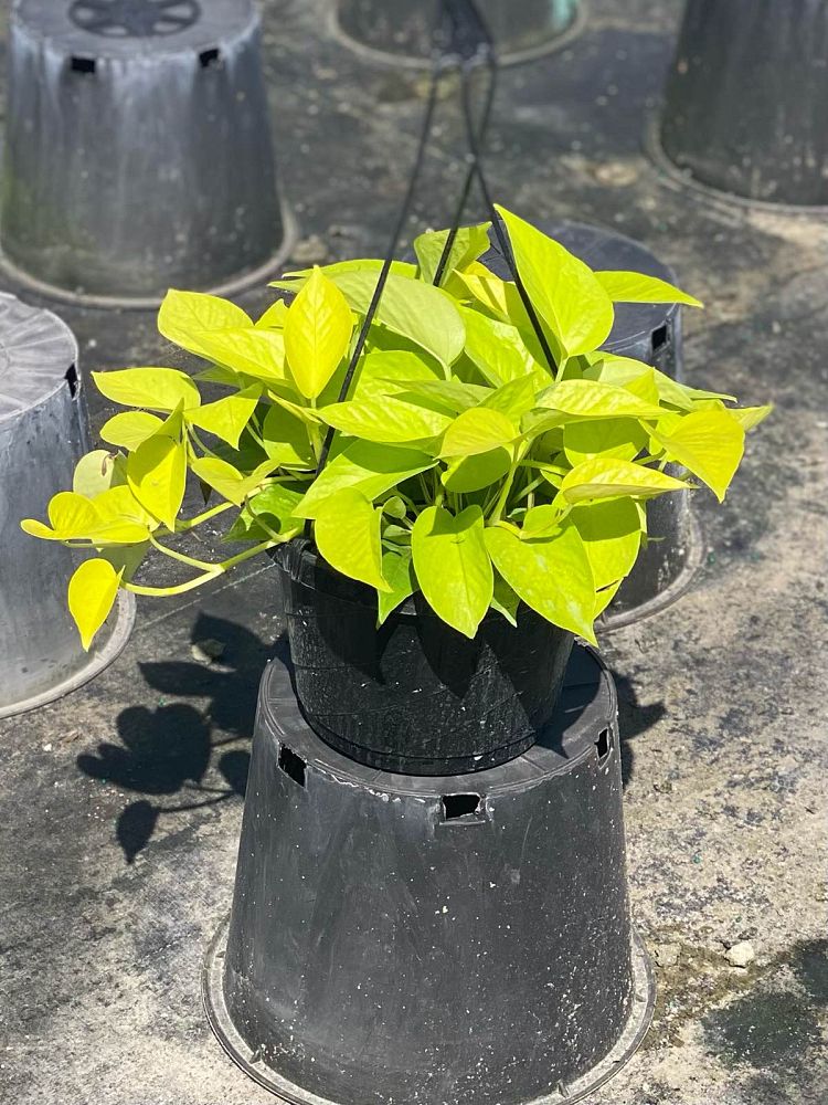 epipremnum-aureum-neon-golden-pothos-vine-devil-s-ivy-centipede-vine