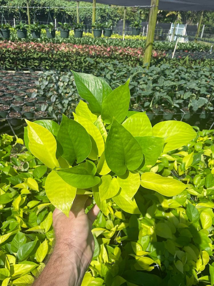epipremnum-aureum-neon-golden-pothos-vine-devil-s-ivy-centipede-vine