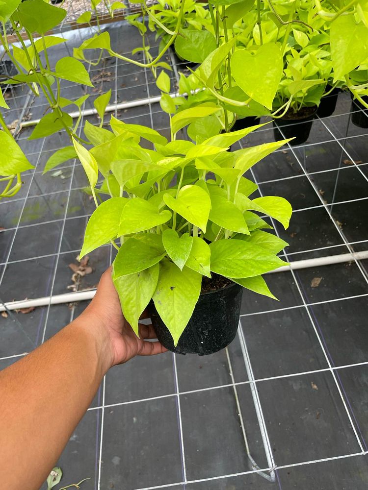 epipremnum-aureum-neon-golden-pothos-vine-devil-s-ivy-centipede-vine