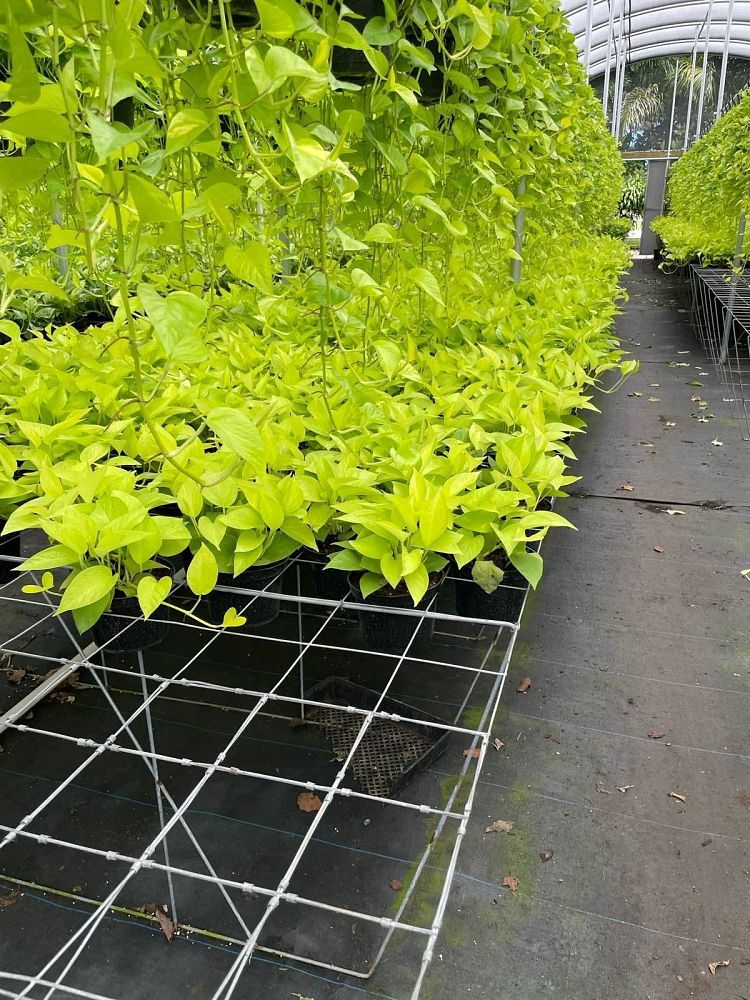 epipremnum-aureum-neon-golden-pothos-vine-devil-s-ivy-centipede-vine