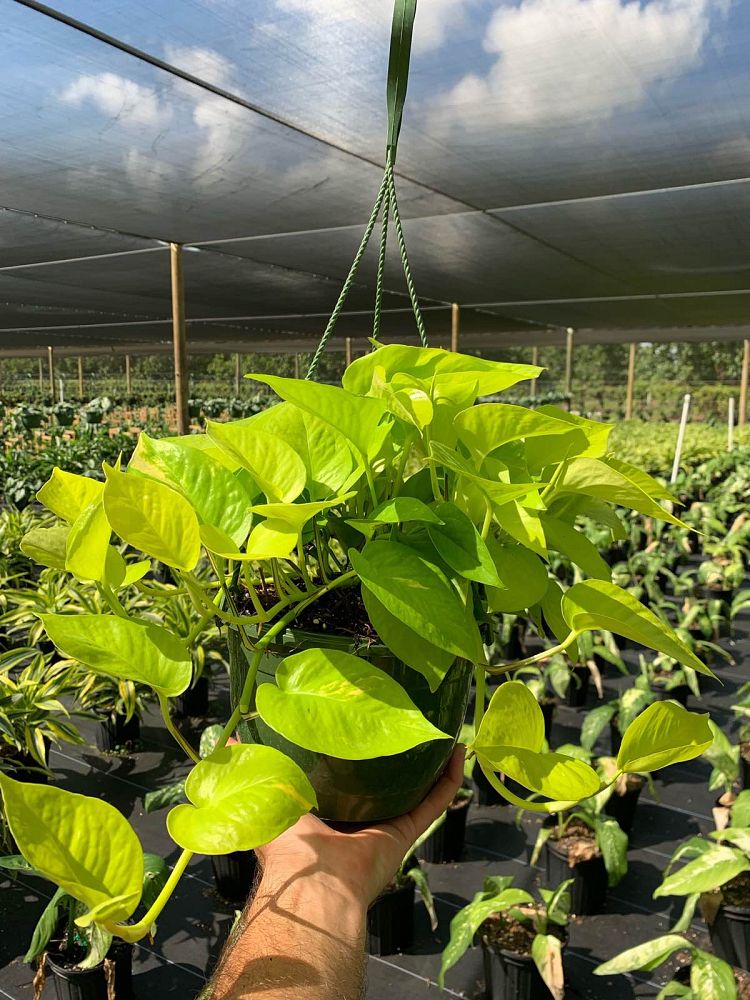 epipremnum-aureum-neon-golden-pothos-vine-devil-s-ivy-centipede-vine