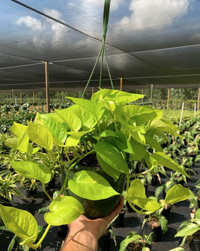 epipremnum-aureum-neon-golden-pothos-vine-devil-s-ivy-centipede-vine