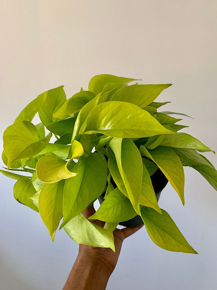 epipremnum-aureum-neon-golden-pothos-vine-devil-s-ivy-centipede-vine