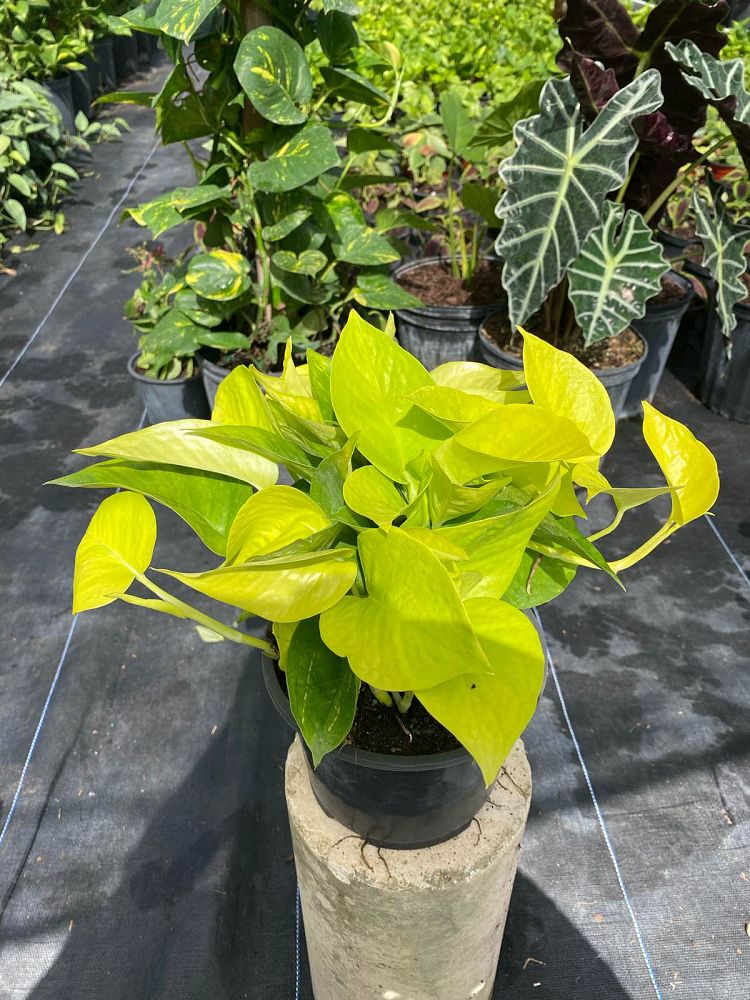 epipremnum-aureum-neon-golden-pothos-vine-devil-s-ivy-centipede-vine