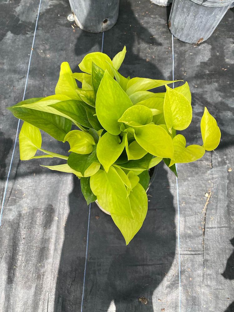 epipremnum-aureum-neon-golden-pothos-vine-devil-s-ivy-centipede-vine