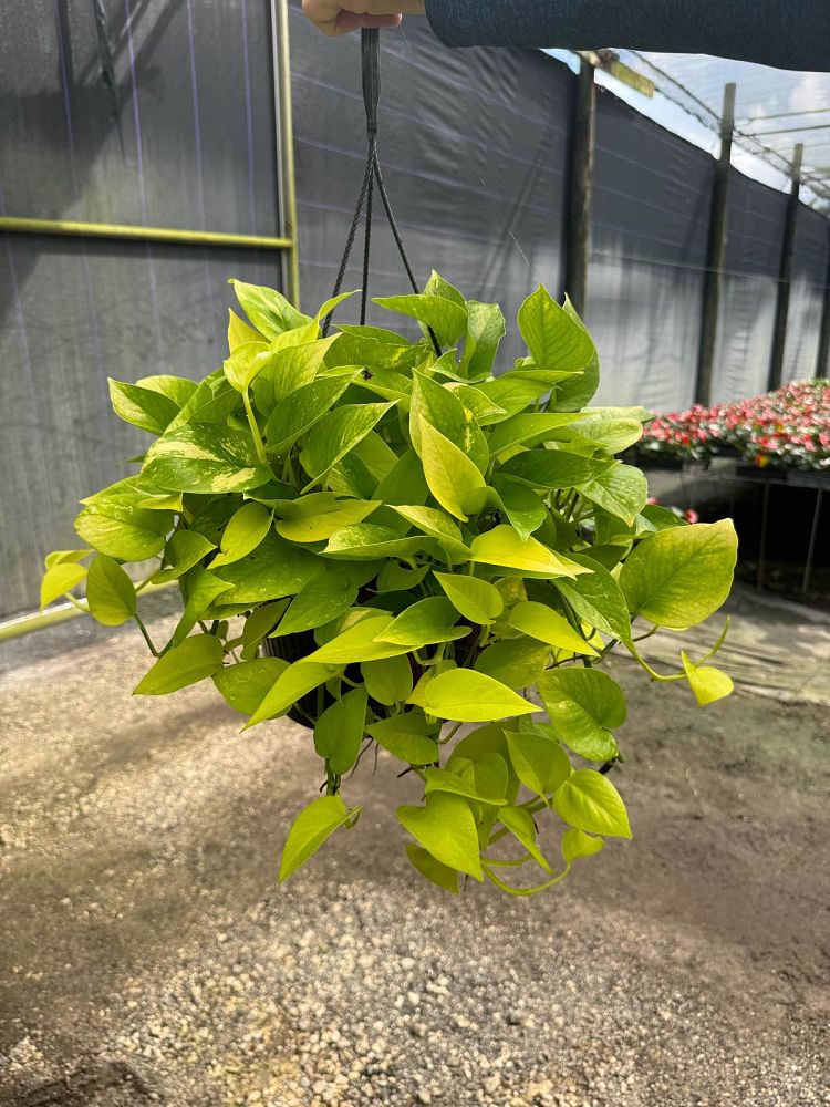 epipremnum-aureum-neon-golden-pothos-vine-devil-s-ivy-centipede-vine