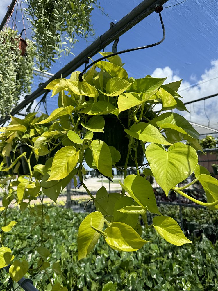 epipremnum-aureum-neon-golden-pothos-vine-devil-s-ivy-centipede-vine