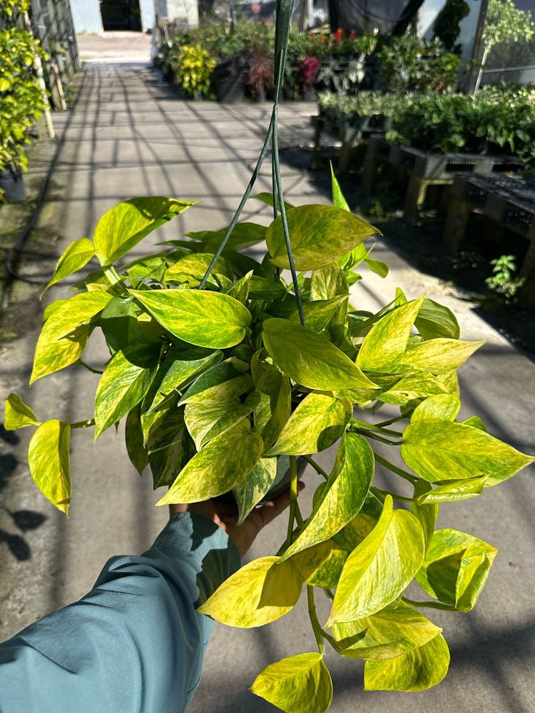 epipremnum-aureum-neon-golden-pothos-vine-devil-s-ivy-centipede-vine
