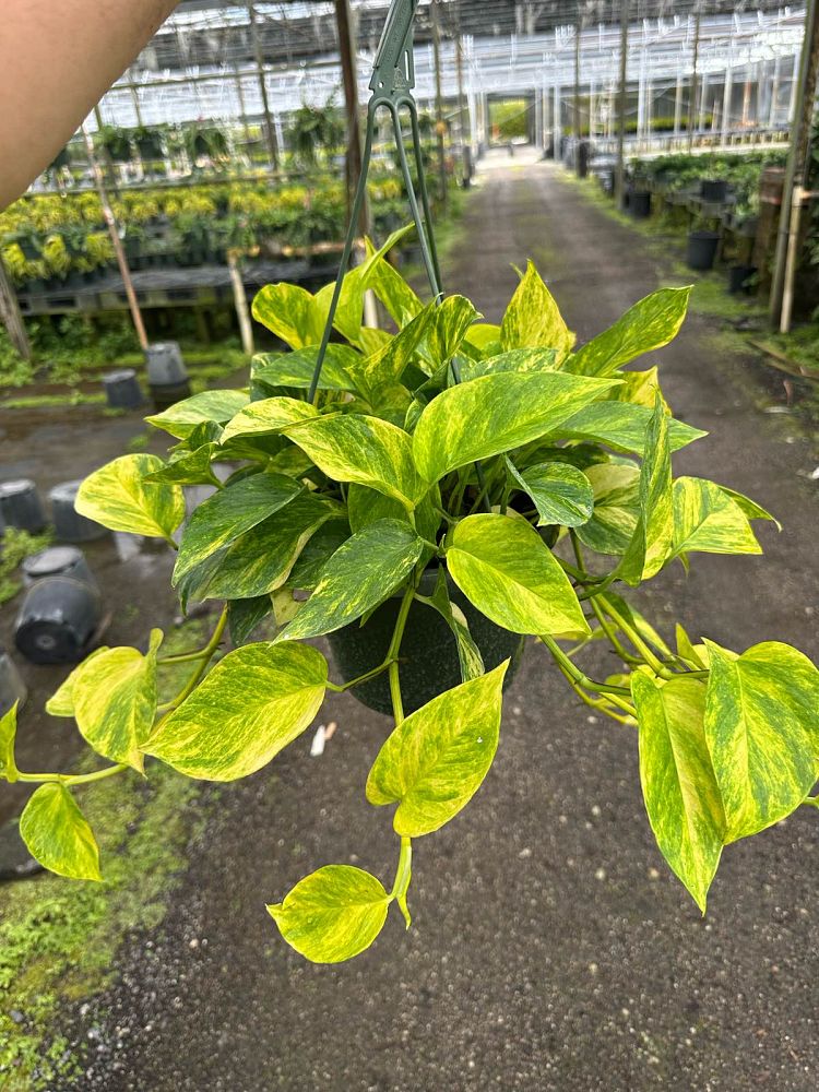 epipremnum-aureum-neon-golden-pothos-vine-devil-s-ivy-centipede-vine