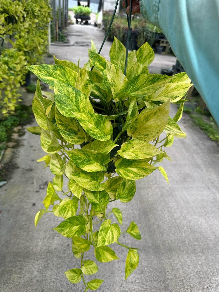 epipremnum-aureum-neon-golden-pothos-vine-devil-s-ivy-centipede-vine