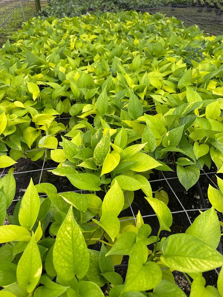 epipremnum-aureum-neon-golden-pothos-vine-devil-s-ivy-centipede-vine