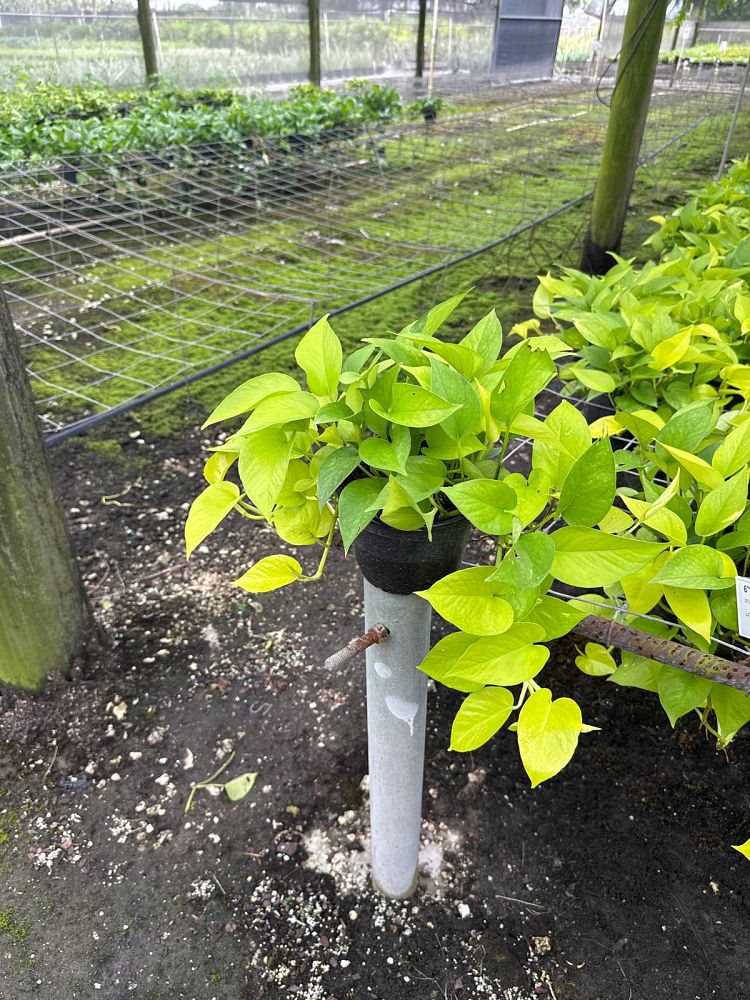 epipremnum-aureum-neon-golden-pothos-vine-devil-s-ivy-centipede-vine