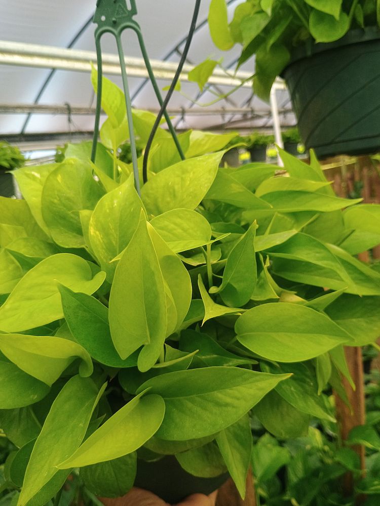 epipremnum-aureum-neon-golden-pothos-vine-devil-s-ivy-centipede-vine