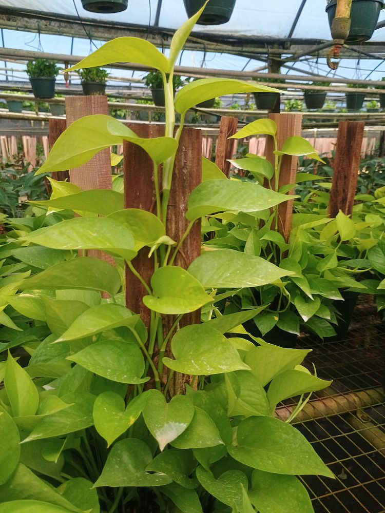 epipremnum-aureum-neon-golden-pothos-vine-devil-s-ivy-centipede-vine
