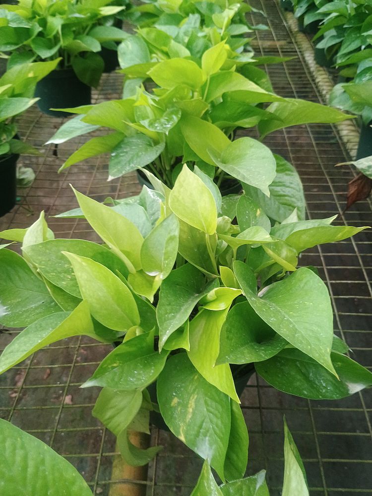 epipremnum-aureum-neon-golden-pothos-vine-devil-s-ivy-centipede-vine
