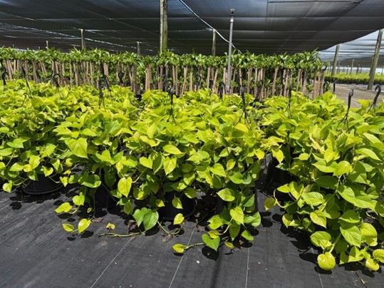 epipremnum-aureum-neon-golden-pothos-vine-devil-s-ivy-centipede-vine