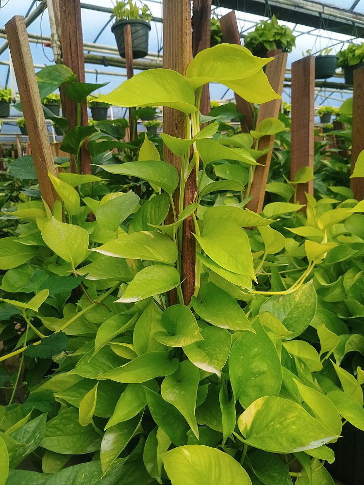 epipremnum-aureum-neon-golden-pothos-vine-devil-s-ivy-centipede-vine