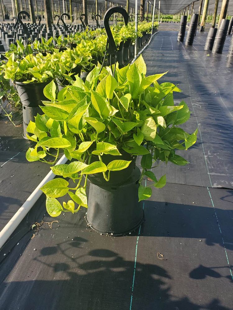 epipremnum-aureum-neon-golden-pothos-vine-devil-s-ivy-centipede-vine