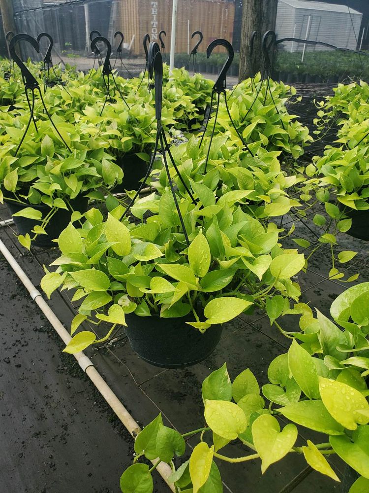 epipremnum-aureum-neon-golden-pothos-vine-devil-s-ivy-centipede-vine