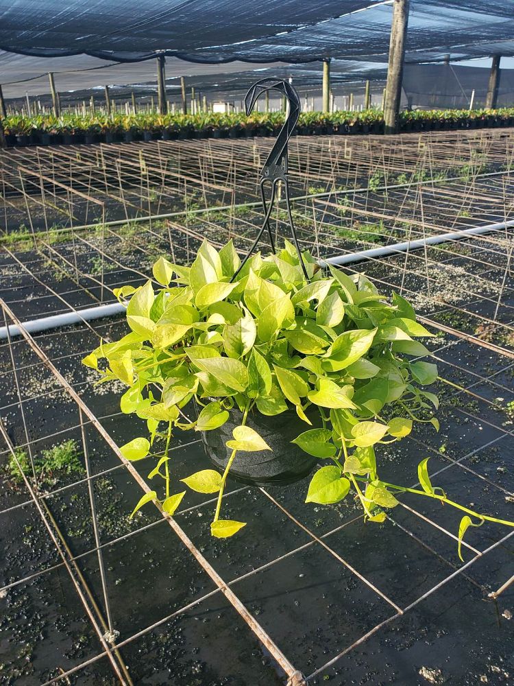 epipremnum-aureum-neon-golden-pothos-vine-devil-s-ivy-centipede-vine