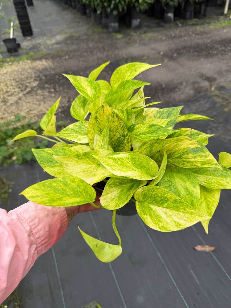 epipremnum-aureum-neon-golden-pothos-vine-devil-s-ivy-centipede-vine