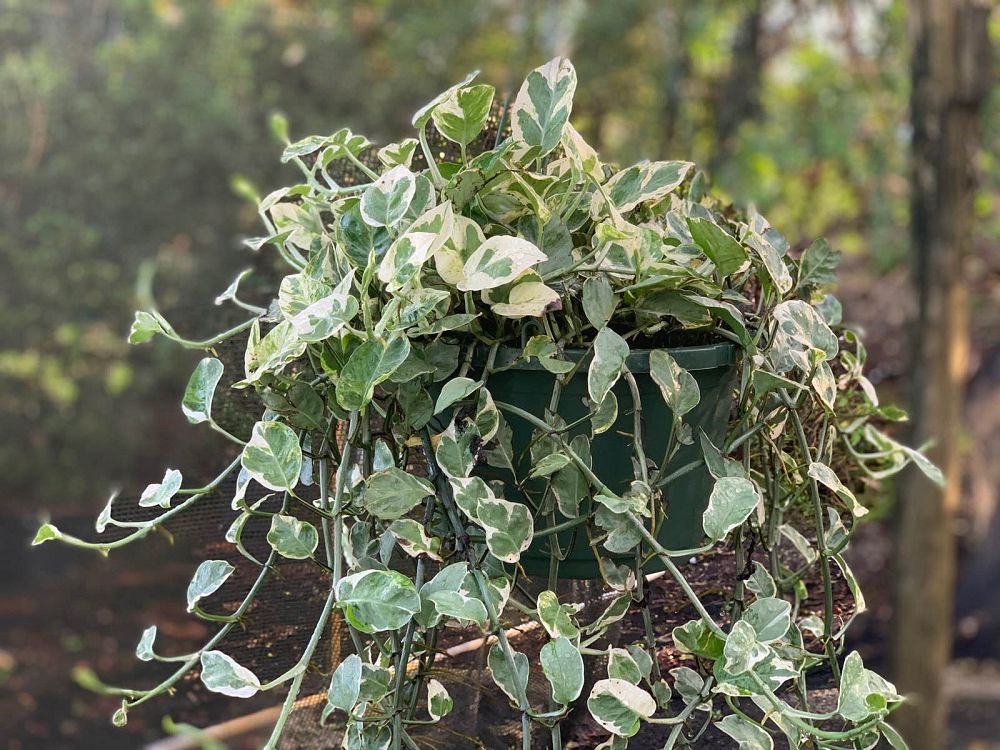 epipremnum-aureum-pearls-jade-golden-pothos-vine-devil-s-ivy-centipede-vine