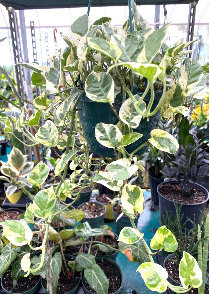 epipremnum-aureum-pearls-jade-golden-pothos-vine-devil-s-ivy-centipede-vine