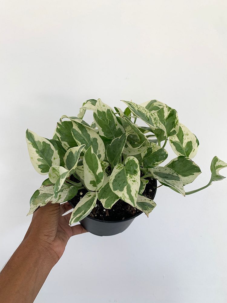 epipremnum-aureum-pearls-jade-golden-pothos-vine-devil-s-ivy-centipede-vine