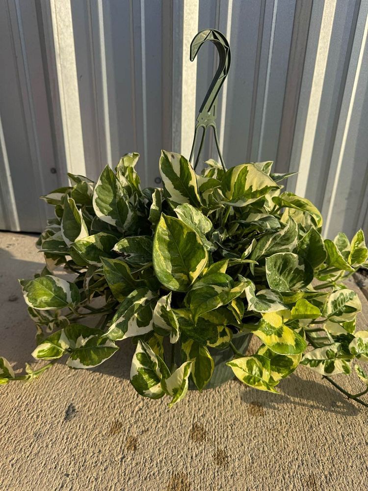 epipremnum-aureum-pearls-jade-golden-pothos-vine-devil-s-ivy-centipede-vine