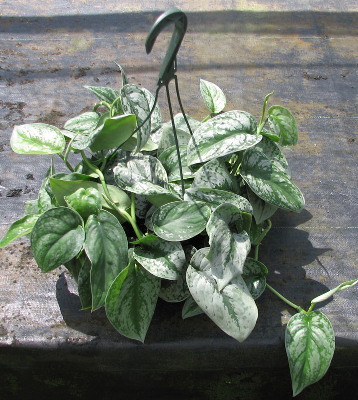 epipremnum-aureum-silver-satin-golden-pothos-vine-devil-s-ivy-centipede-vine