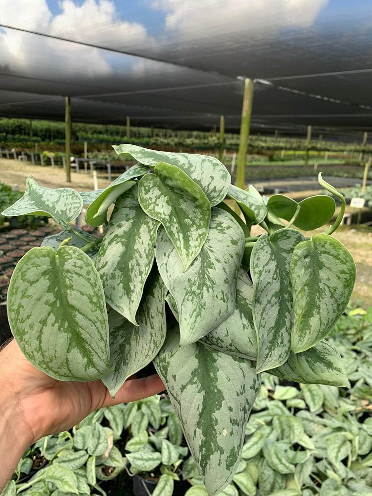 epipremnum-aureum-silver-splash-golden-pothos-vine-devil-s-ivy-centipede-vine
