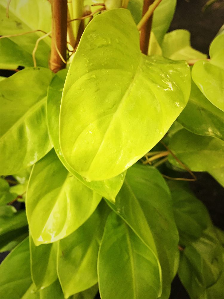 epipremnum-giganteum-lemon-lime-philodendron-lemon-lime