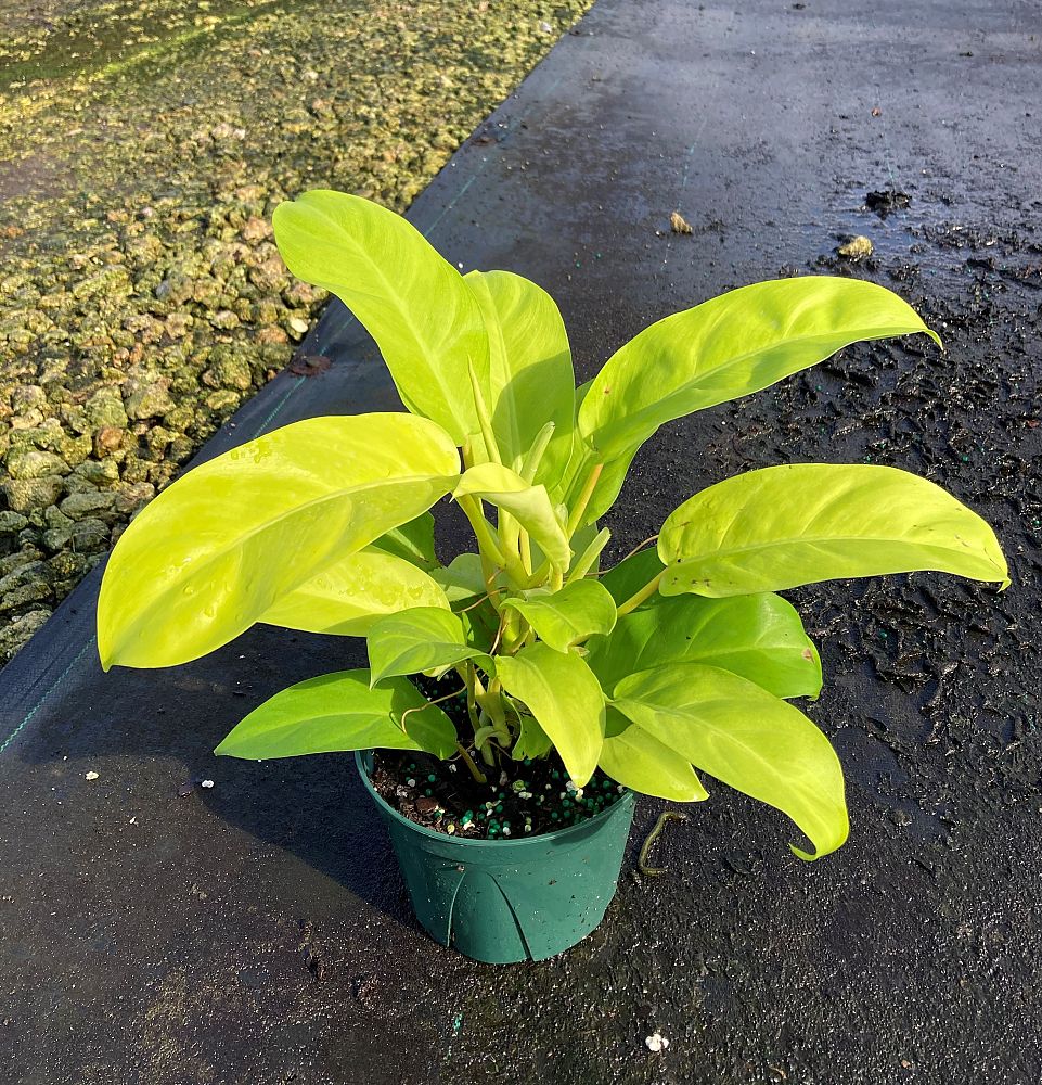 epipremnum-giganteum-lemon-lime-philodendron-lemon-lime
