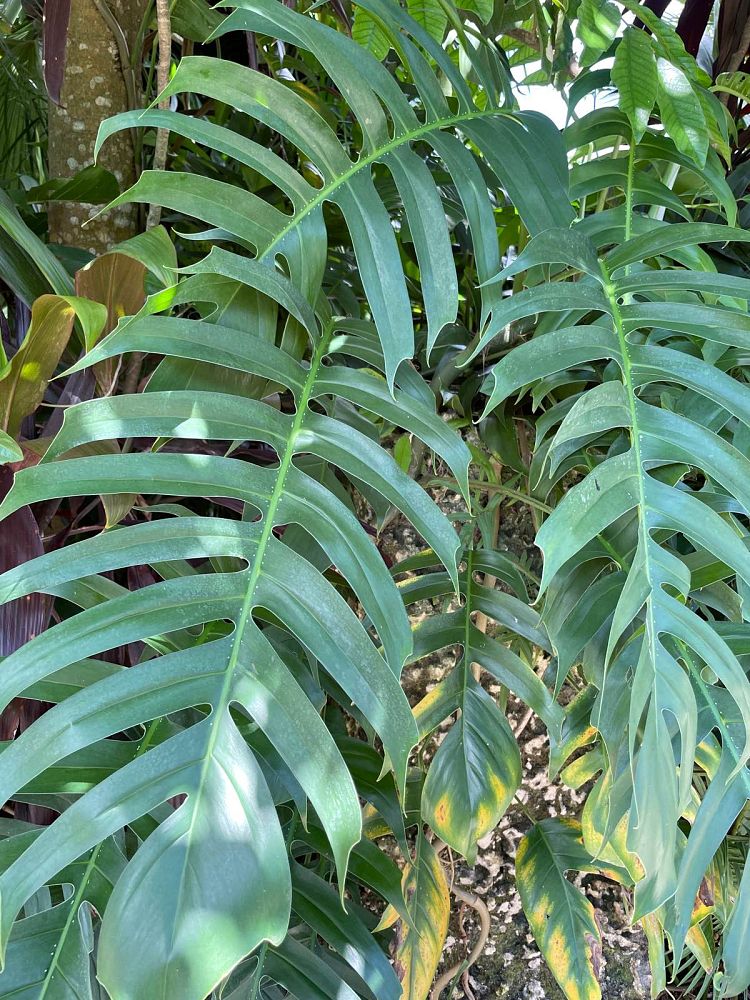 epipremnum-pinnatum-dragon-tail-plant